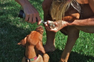 Filing the nails.  Jack is very interested.
