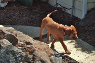 Jack explores the yard.
