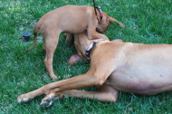 Jack and Kumba both go after the lure.