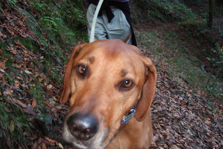Kumba hikes along Los Trancos Creek.
