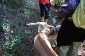 Kumba meets Adele on the trail.