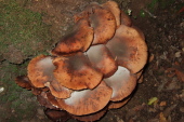 Jack O' Lanterns (Omphalotus) growing near the trail.