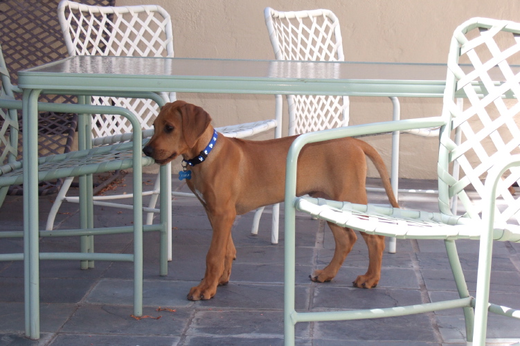 Kumba hiding under the table and watching Ellie.