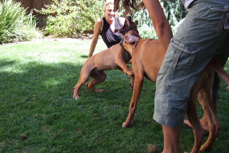 Puppy play (4).