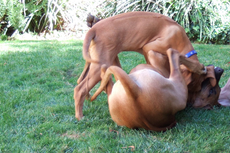Puppy play (9).