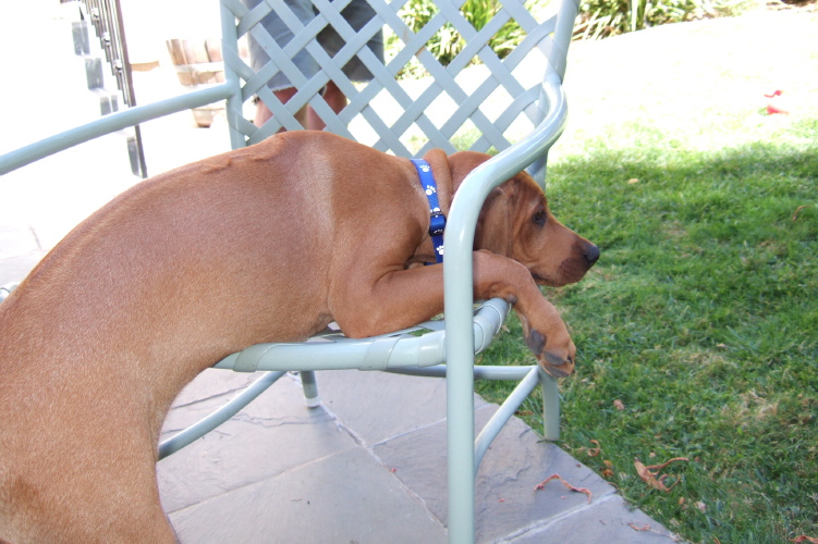 Kumba on the chair.
