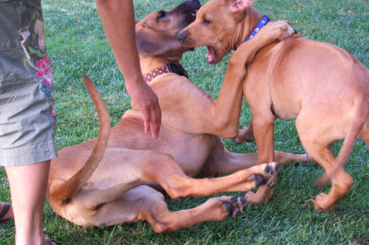 Puppy play (1).