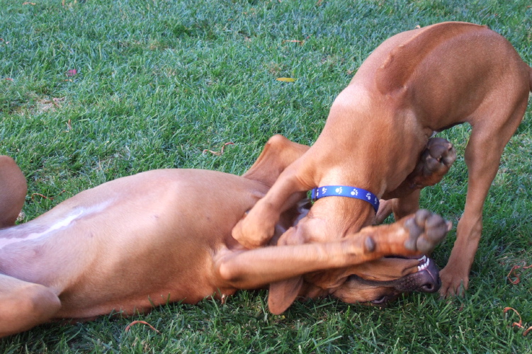 Puppy play (2).
