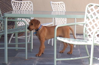 Kumba hiding under the table and watching Ellie.