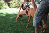 Puppy play (4).