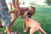 Puppy play (6).