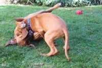 Puppy play (8).