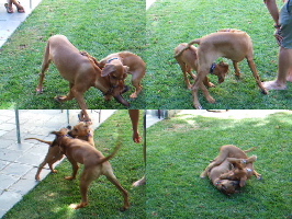 Kumba and Ellie play.