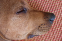 Kumba's sleeping face.