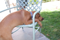 Kumba on the chair.