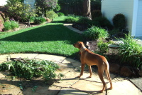 Kumba surveys his play area.
