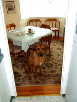 Waiting and watching while dinner is prepared.