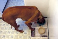 Eating dinner.  Yum, yum!