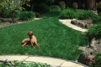 Kumba basking in the sun.