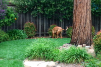Looking for a good place to poop.