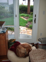 Curled up on his bed.