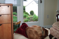 Curled up on his bed (2).