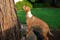 Watching squirrels in the redwood tree.