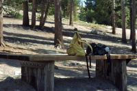 A chipmunk jumps off D's backpack after looking for a snack.