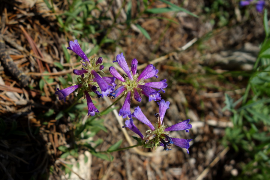 Davidson's beardtongue (Penstemon davidsonii)