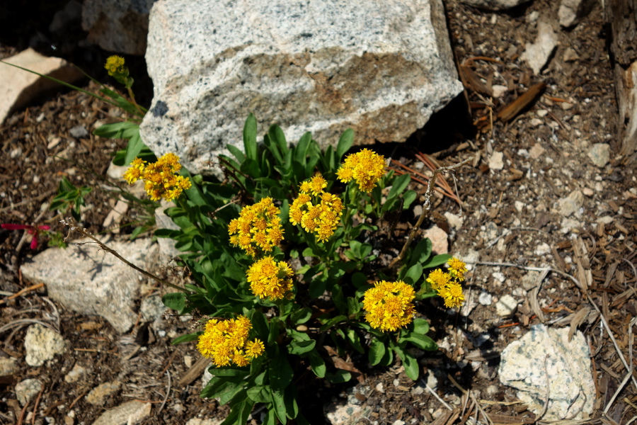Rocky Mountain goldenrod (Solidago multiradiata)