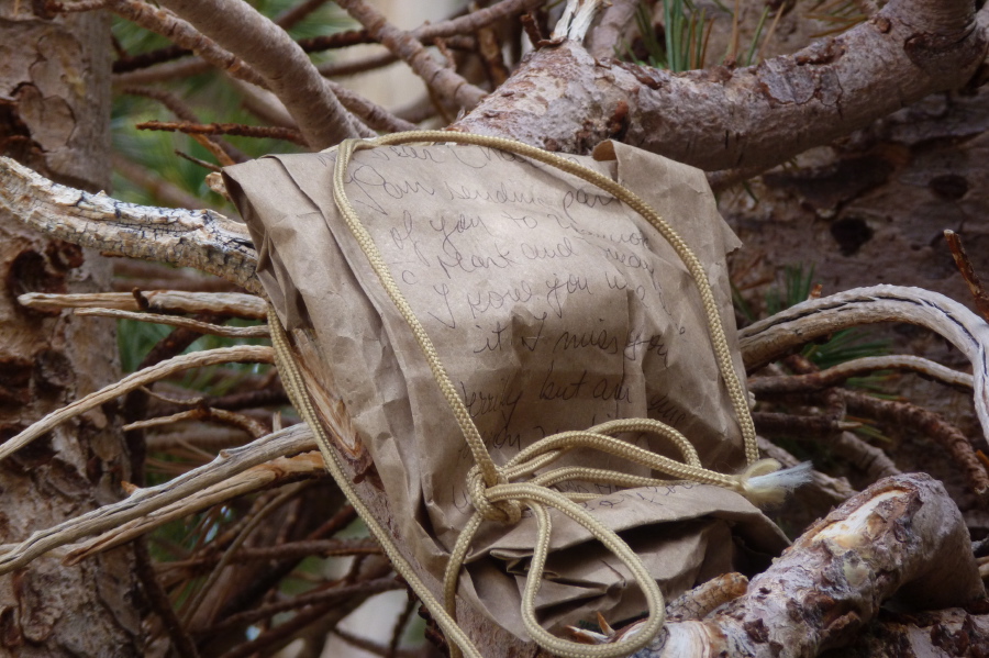 Charlie's ashes tied to the lodgepole at Upper Lamarck Lake