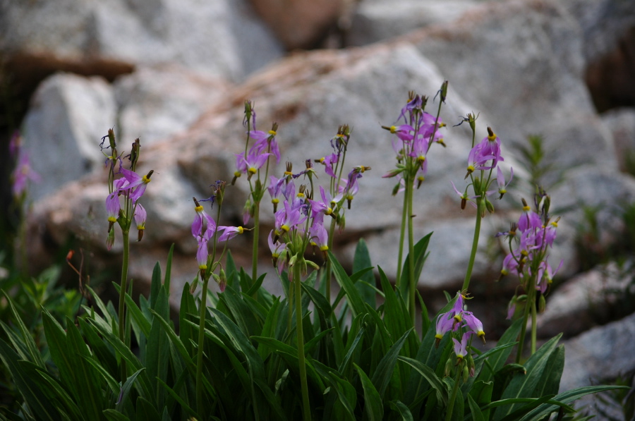 Sierra shootingstar (Dodecatheon subalpinum)