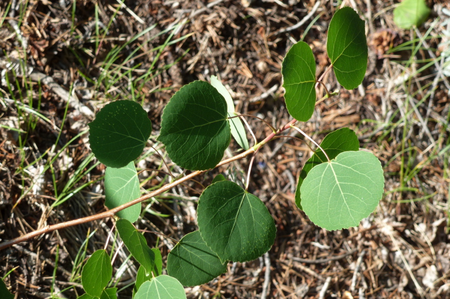 Aspen leaves