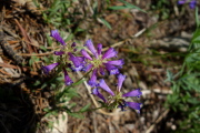 Davidson's beardtongue (Penstemon davidsonii)