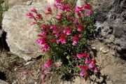 Eaton's penstemon (Penstemon eatonii)