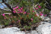 San Bernardino beardtongue (Penstemon caesius)