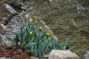 Silky raillardella (Raillardella argentea)