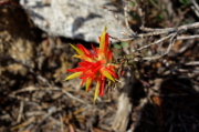 Wavyleaf Indian paintbrush (Castilleja applegatei)