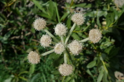 Ranger's Buttons (Sphenosciadium capitellatum)