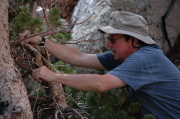 Marc ties Charlie's ashes to a lodgepole pine at Upper Lamarck Lake.