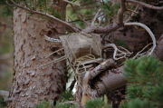 Charlie's ashes in the tree