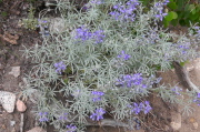 Silvery lupine (Lupinus argenteus) and