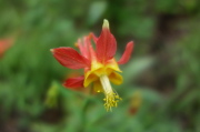Western Columbine (Aquilegia formosa)