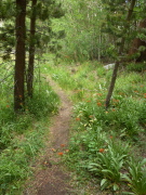 On the trail below Grass Lake