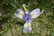 Rocky Mountain iris (Iris missouriensis)
