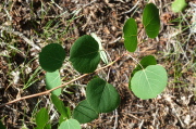 Aspen leaves