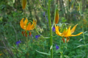 Tiger lily (Lilium pardalinum)