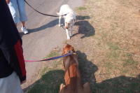 Kumba and the white lab.