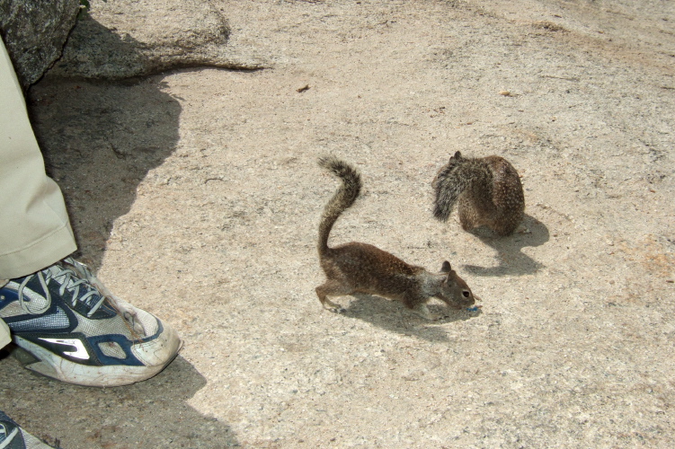 A little one comes looking for crumbs.