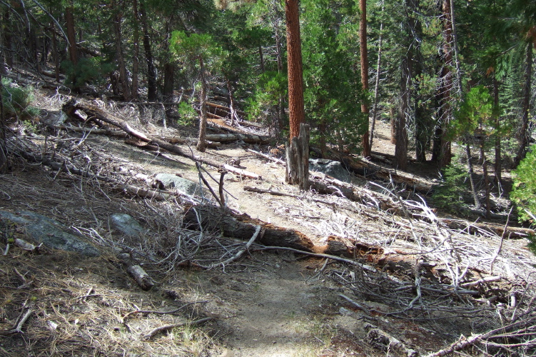 The trail is pretty easy to follow through the woods.